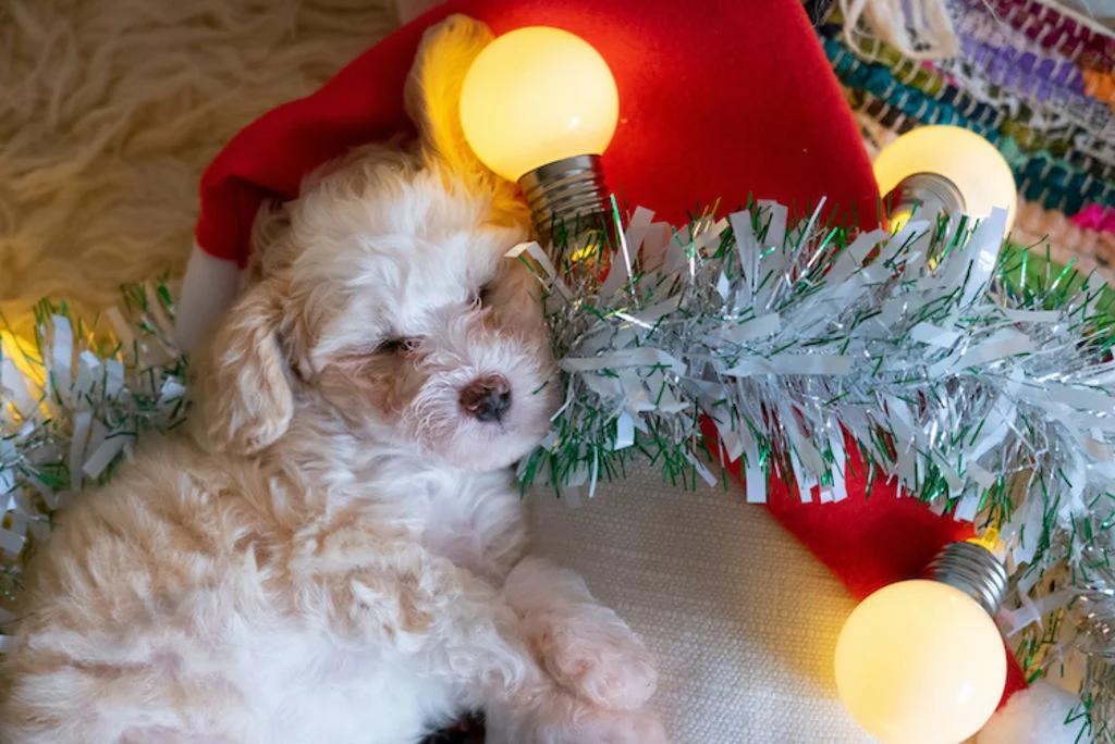 chien_danger_sapin_de_noel