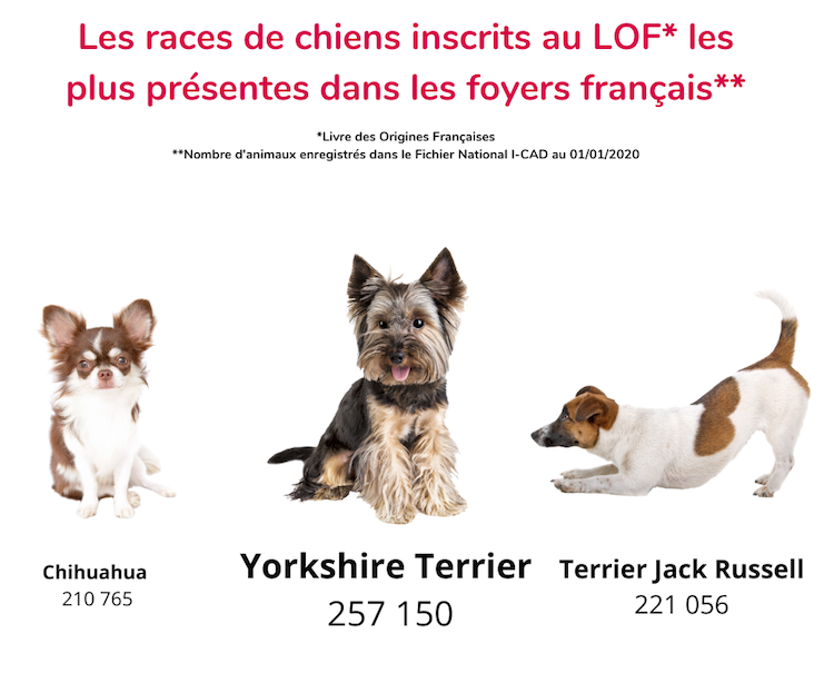 Le Yorkshire Terrier est le chien préféré des Français