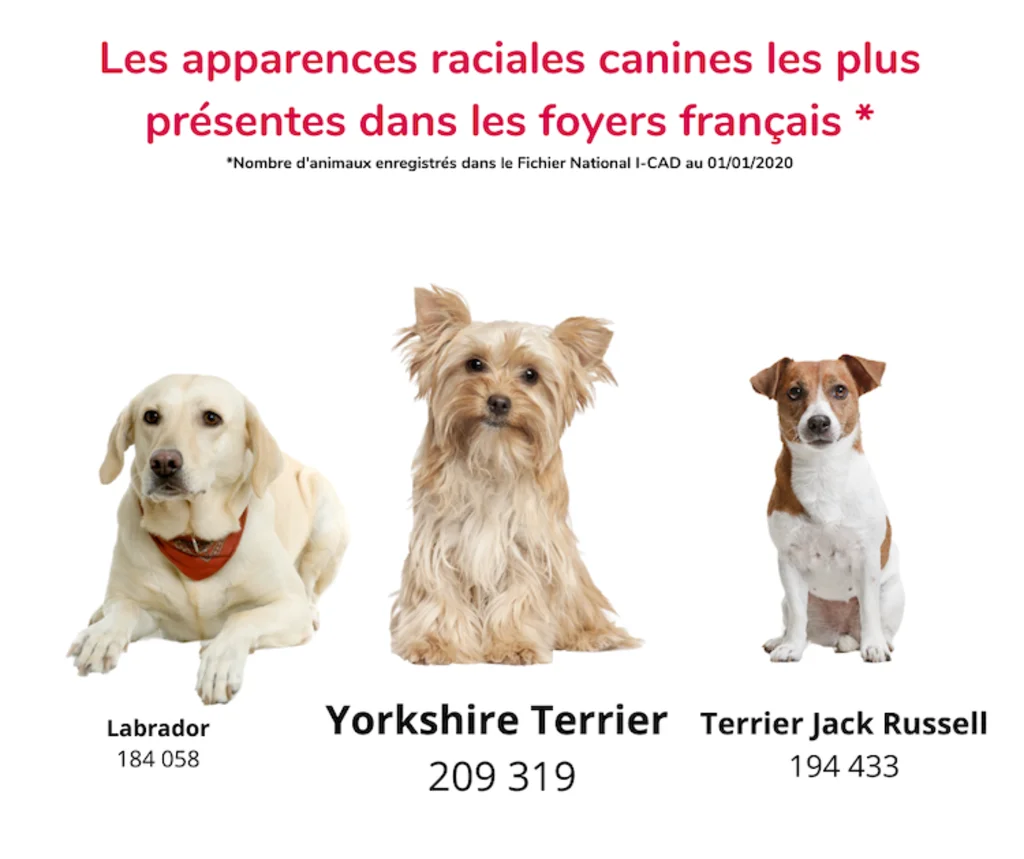chiens-identification-I-CAD-2-2020