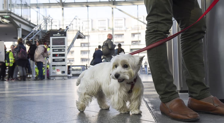 Limiter les antibiotiques pour les chiens et chats