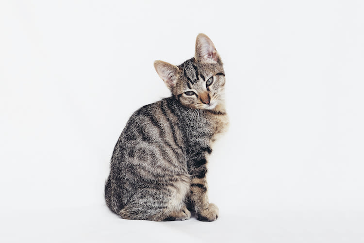 L’Européen est le chat que les Français préfèrent