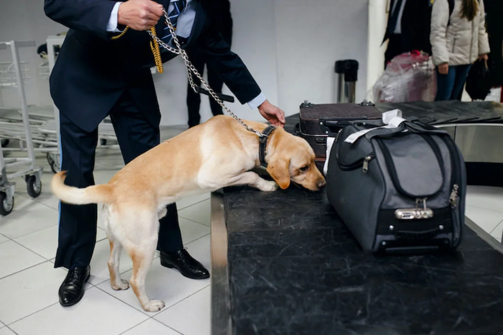 flair_du_chien_recherche_de_drogue_ou_d_explosifs