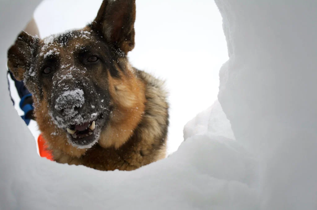 flair_du_chien_recherche_en_avalanche