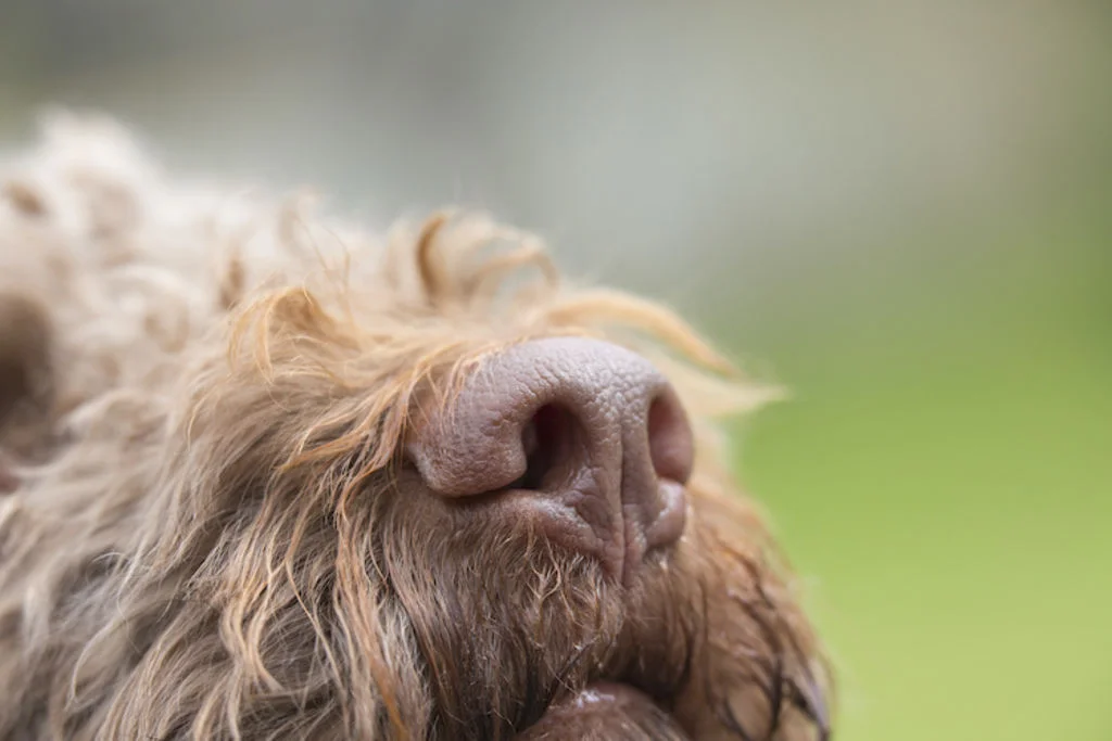 flair_du_chien_truffe