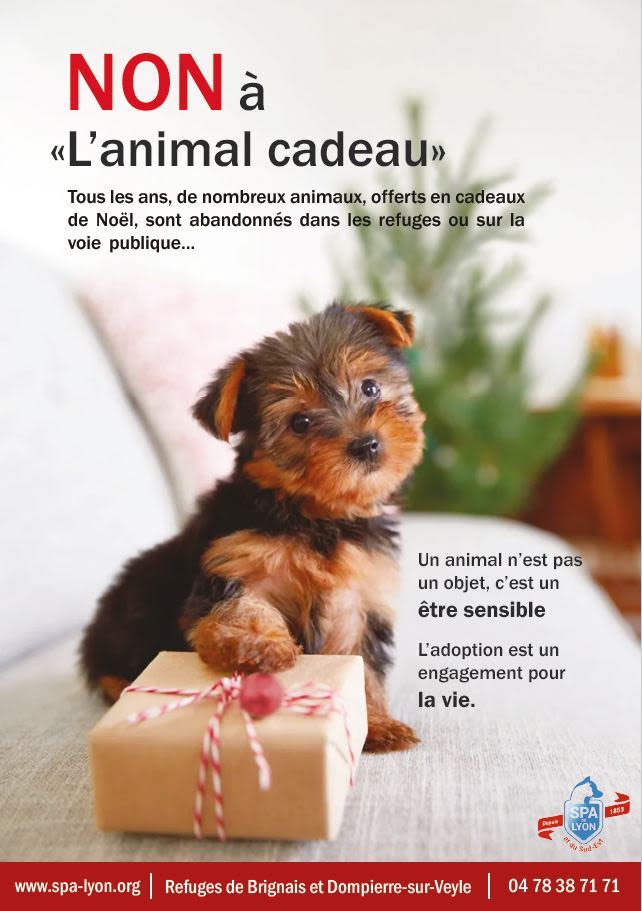 La SPA de Lyon se mobilise contre « l’animal cadeau »