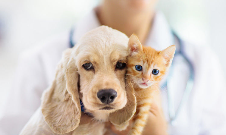 Chiens, chats: 5 bonnes résolutions pour la nouvelle année