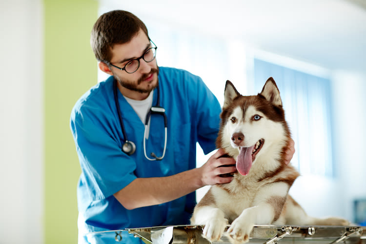 Cancer des os chez le chien : un nouveau traitement