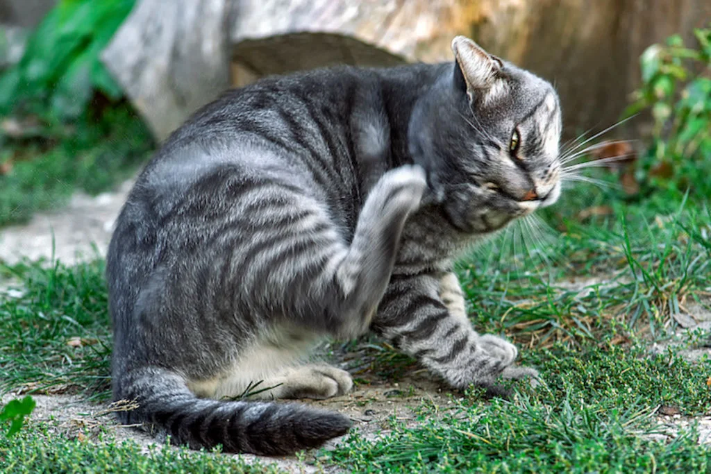 chat_maladie_oreilles