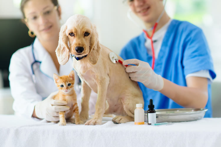 Santé animale : quels soins de prévention et quand ?