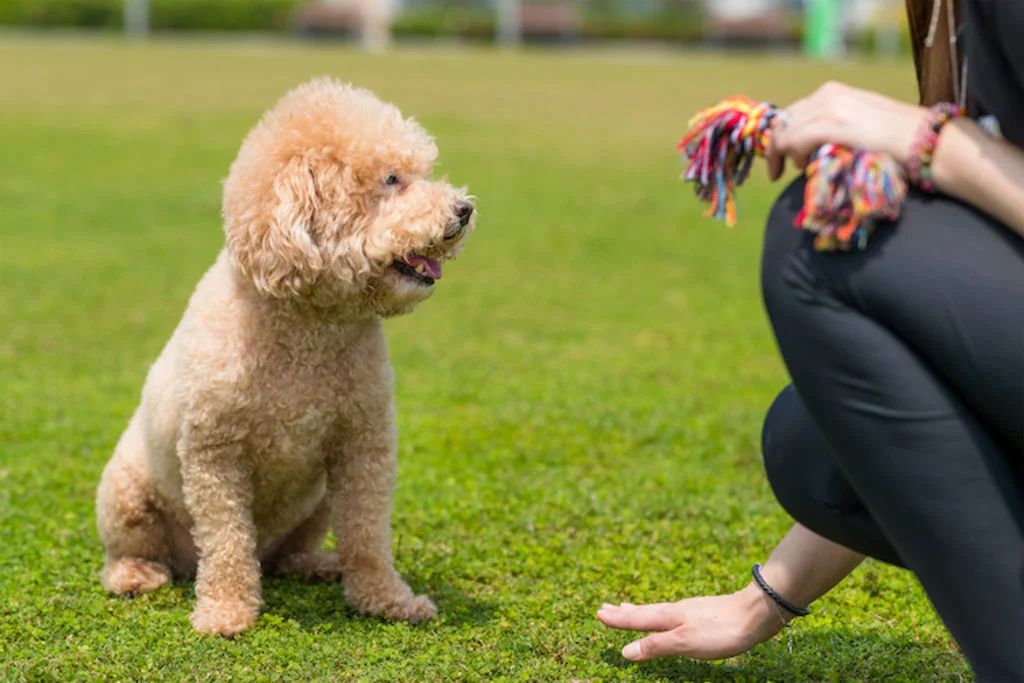 chien_education_ordre_assis