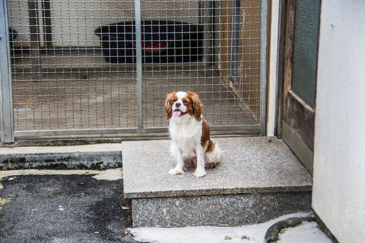Fonds d&rsquo;urgence protection animale: à qui iront les aides?