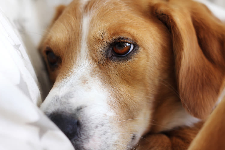 Les chiens ont-ils moins de risque de gastro cet hiver ?