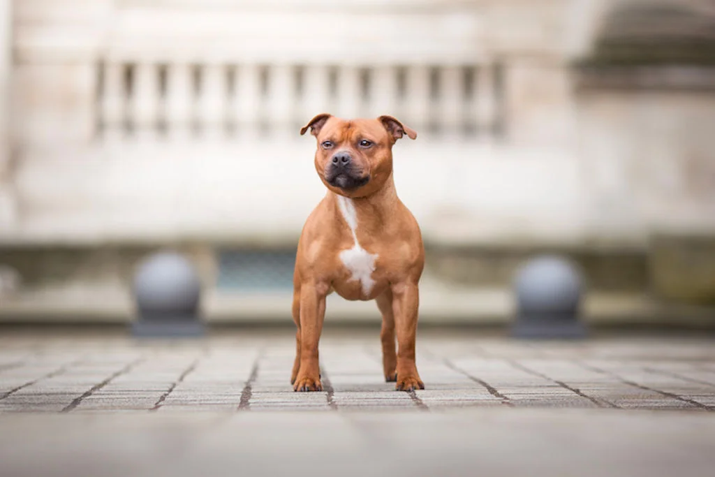 Staffordshire bull terrier - Photo Coline Derin -SCC