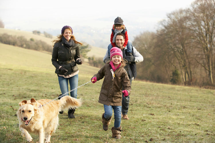 Couvre-feu : votre chien a besoin de garder de l’activité