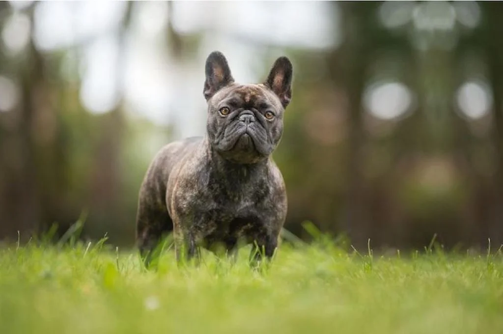 bouledogue_français