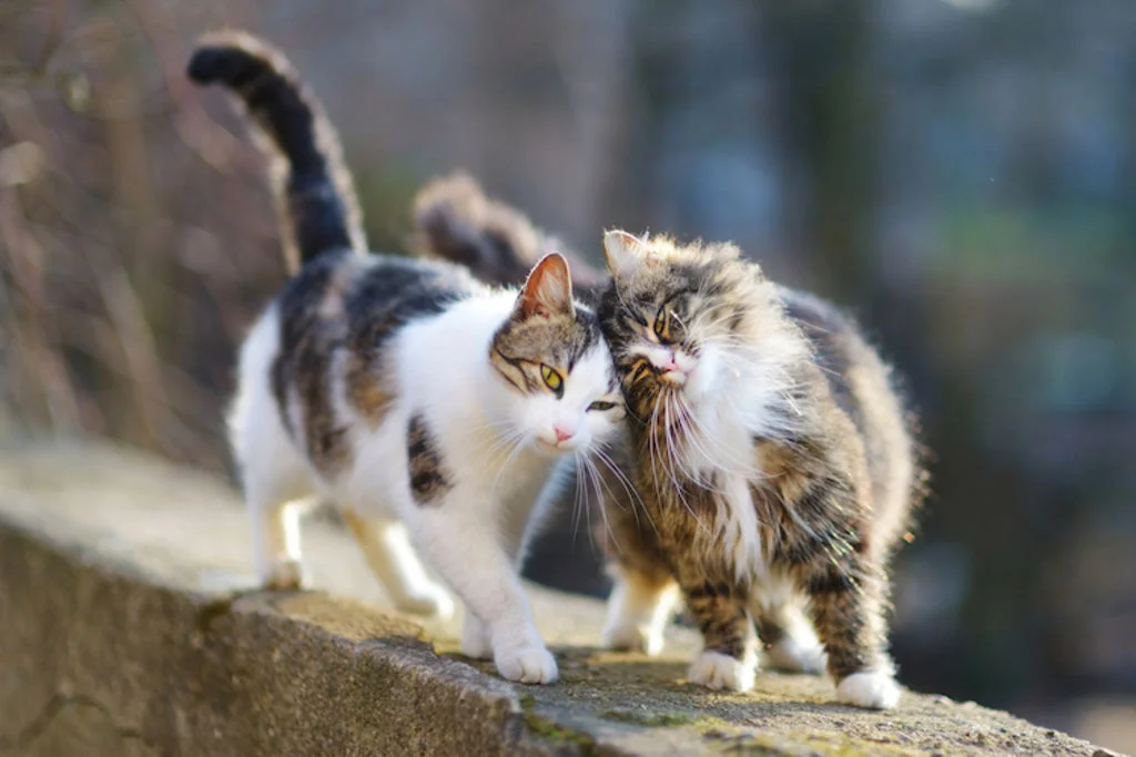 chatte_en_chaleur
