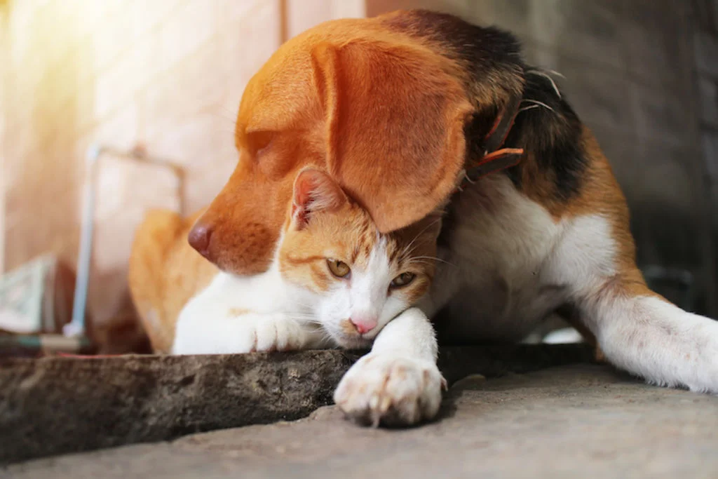 chien_chat_ensemble_antiparasitaire