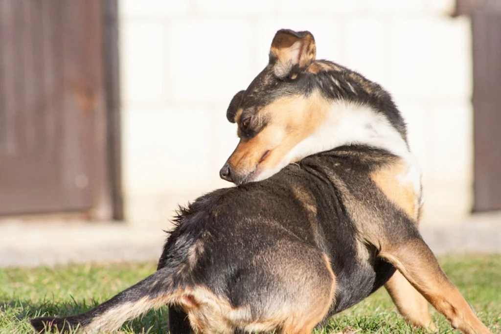 chien_piqure_grattage_demangeaisons