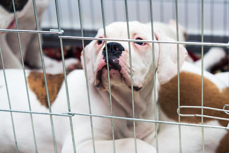 La vente en animalerie interdite à partir de 2024