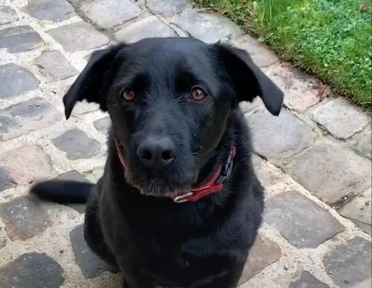 Abandons : Nemo, le chien présidentiel, défend l’adoption