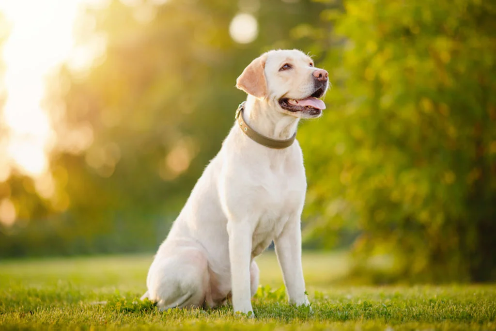 ordre_chien_pas_bouger