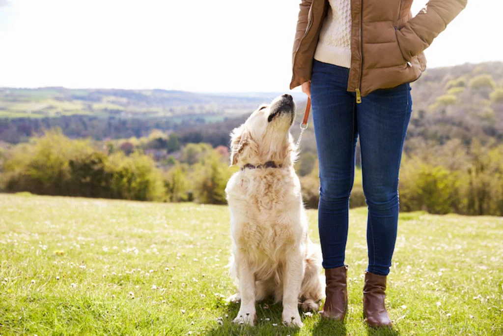 ordre_chien_reste_pas_bouger_assis
