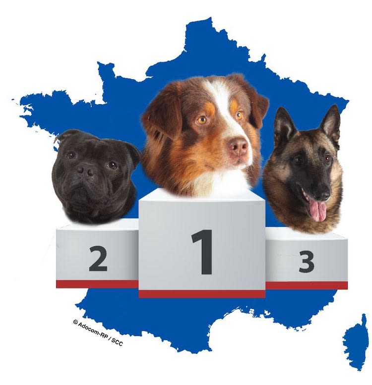 Berger australien et Staffie: chiens adorés des Français