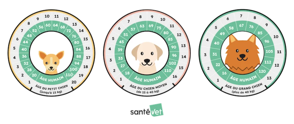 Infographie - Age du Chien vs Humain