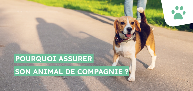 Pourquoi assurer la santé de son animal de compagnie ?