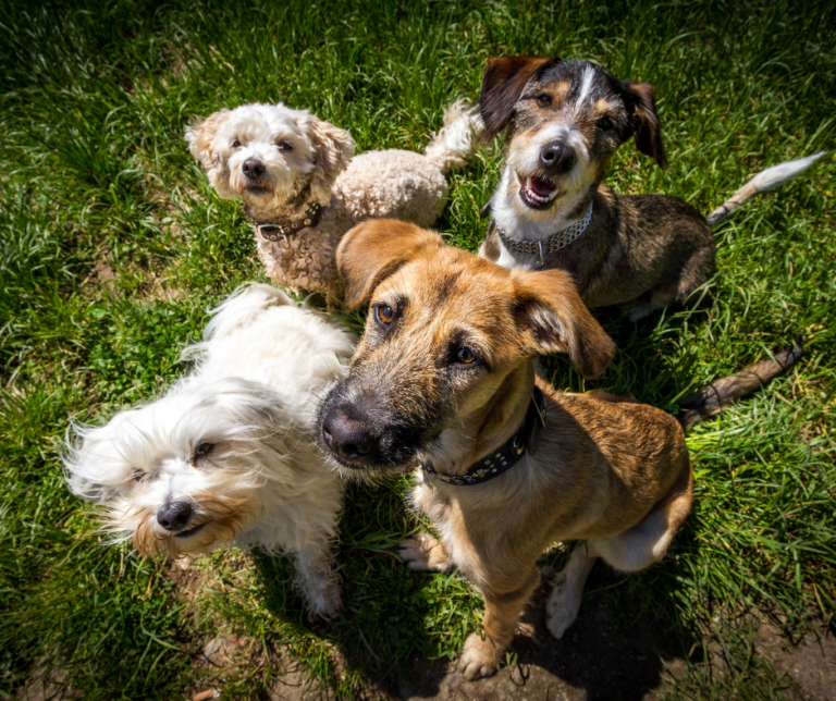 Comment estimer l’âge de mon chien en âge humain ?