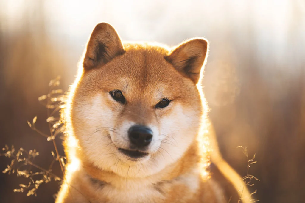 carcatère_shiba_inu