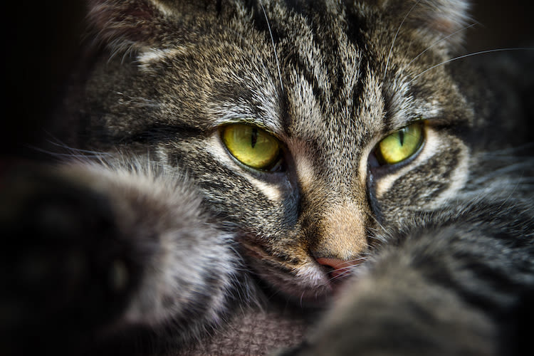 Qu&rsquo;est-ce qui différencie le chat européen du chat de gouttière ?