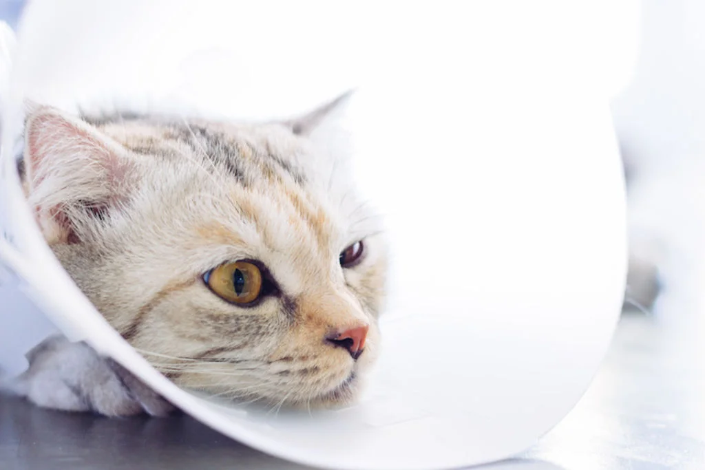 chat_sterilisation_collerette