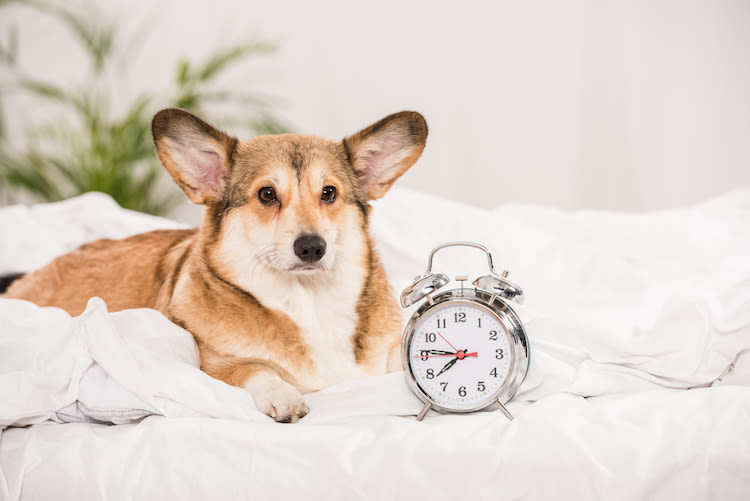 Changement d’heure 2021: comment y préparer votre animal ?