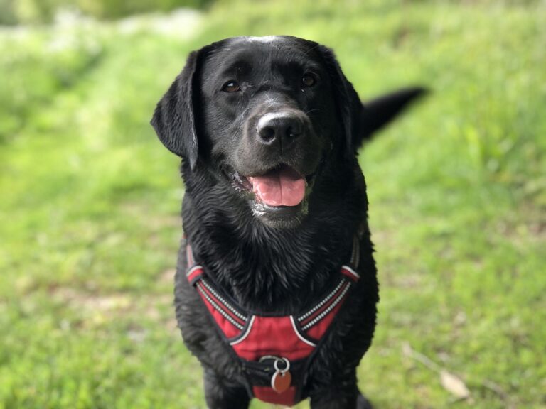 Mon chien remue la queue, comprendre son langage corporel
