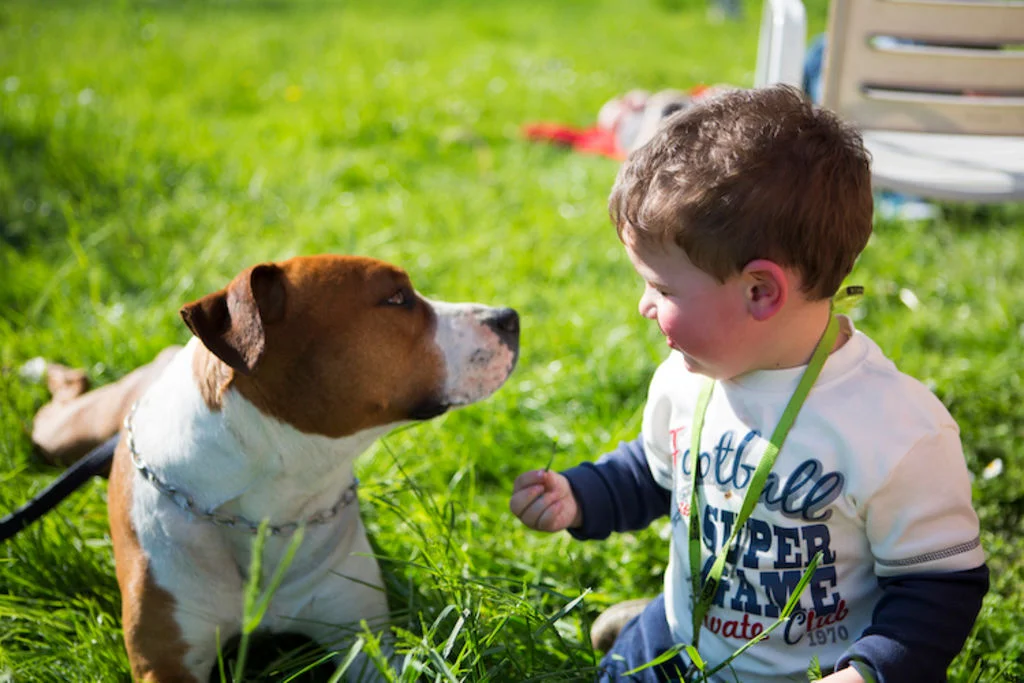 chien_morsure_enfant