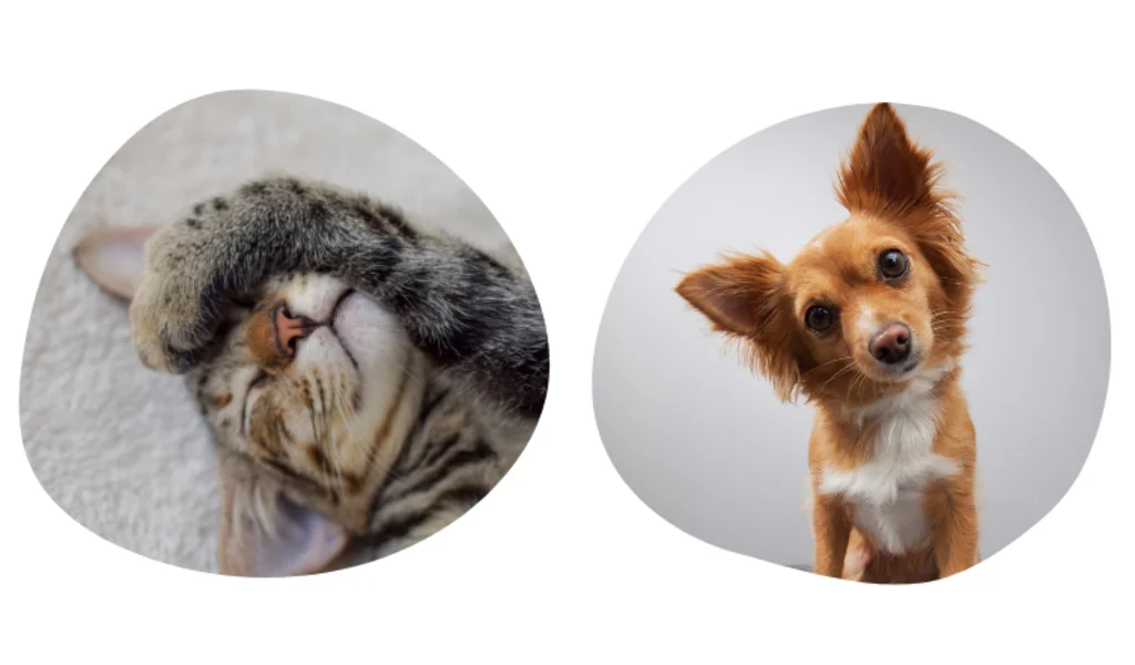 comment souscrire une assurance chien chat santévet