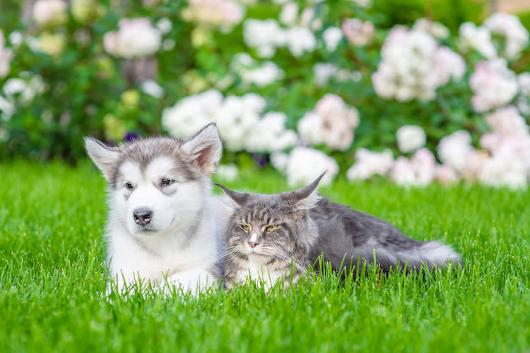 Printemps : de A à Z les dangers pour nos chiens et chats