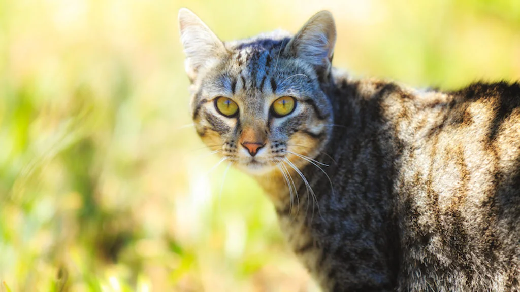 european_shorthair