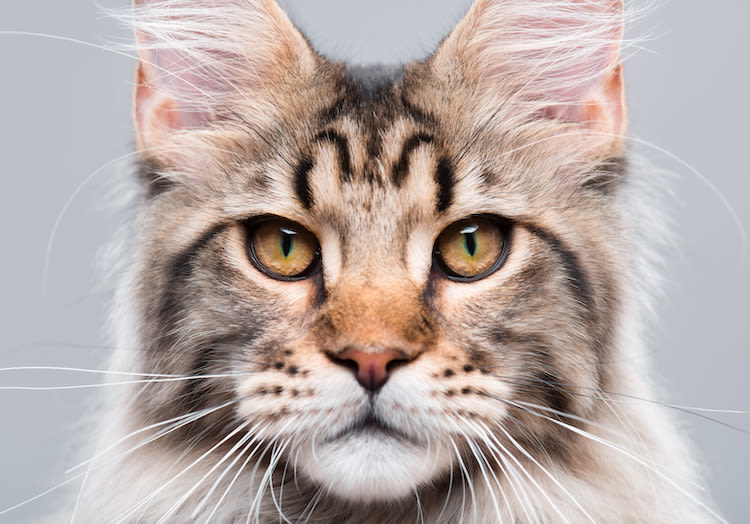 Quelles sont les races de chat préférées en 2020 ?