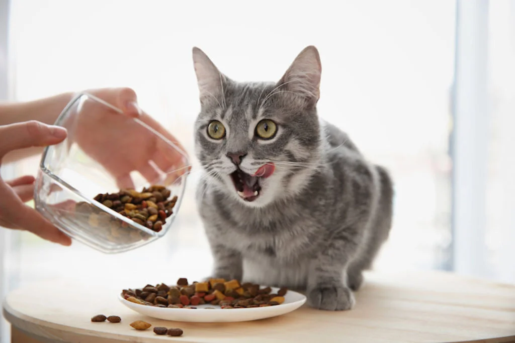 nourrir-son_chat_en_hauteur