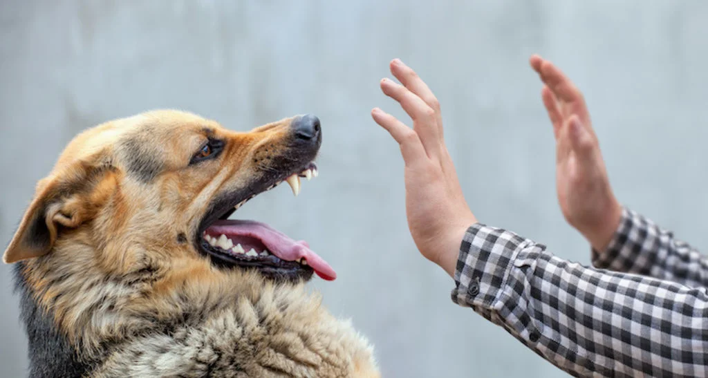 races_chiens_mordeurs