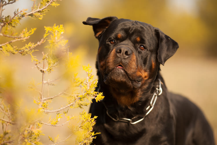 Les chiens dits « dangereux » ne sont pas les plus mordeurs