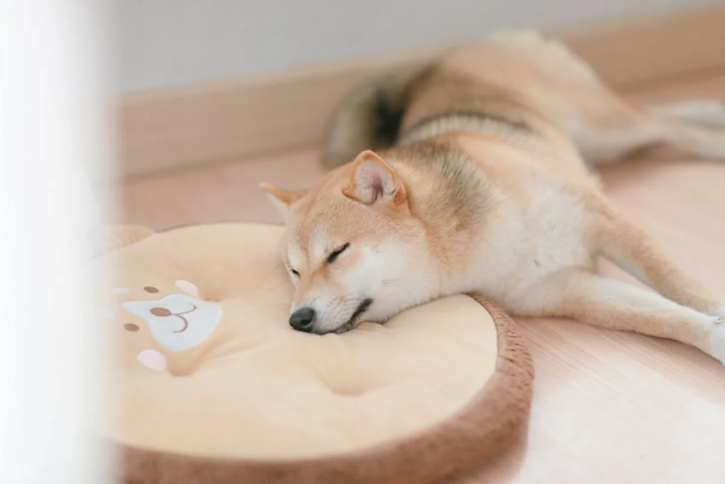 shiba_inu_chien_calme
