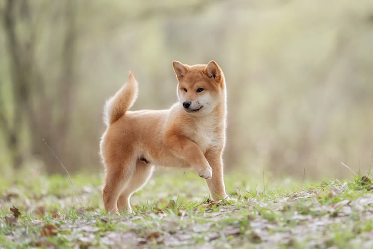 Shiba inu : une race de chien « zen » Made in Japan !