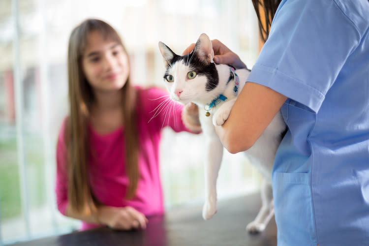 Stérilisation/castration du chat : et après l’opération ?