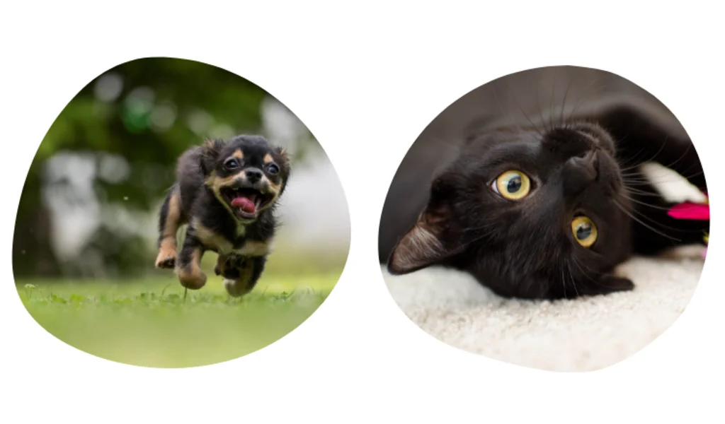 souscrire une formule d assurance chien chat