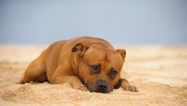 Staffie : pourquoi les Français l’aiment-ils autant ?