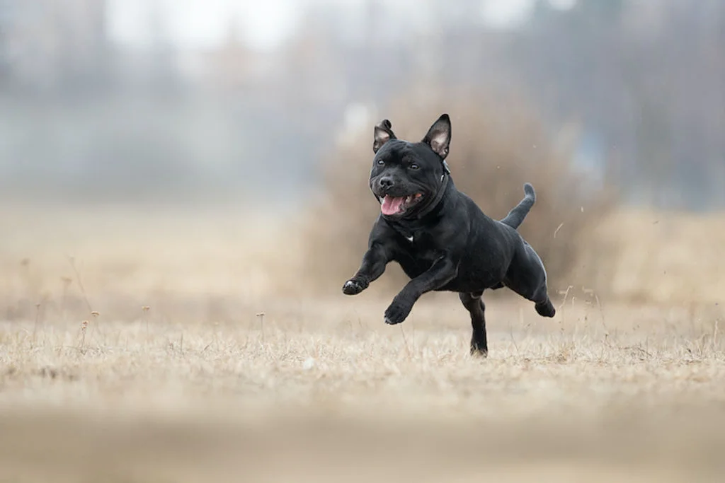 staffie_sports_activites
