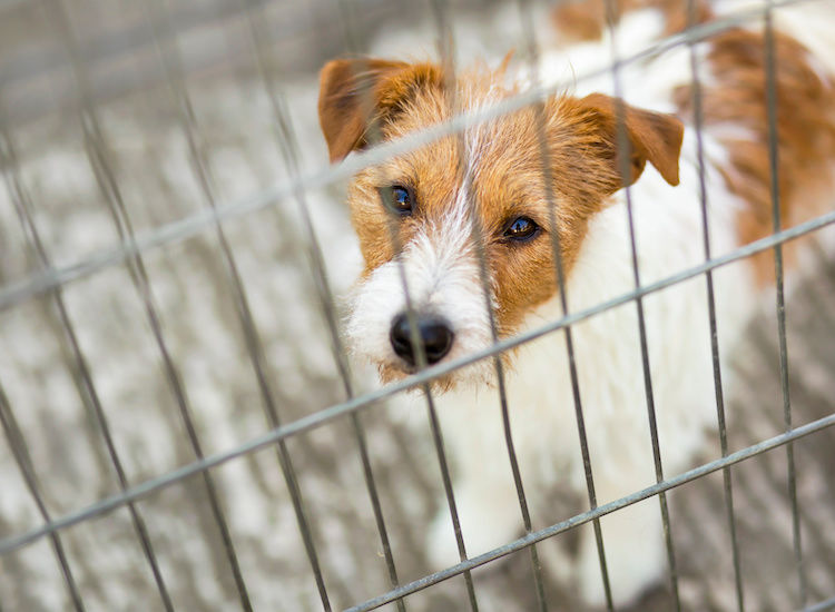 Loi sur la maltraitance animale : quelles mesures adoptées?